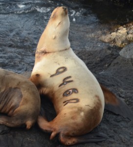 If it is not lying on its' left side this ring-necked Steller's Sealion is easy to tell apart from the others.