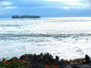 A container ship transits within a few kms of the island. Rosedale Reef marker can be seen less than 2km from the ship on the outbound vessel traffic lane.