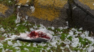 Gull killed by Peregrine Falcon and eaten by ravens. Spooky Halloween stuff.