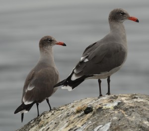 Heerman's Gulls are our most exotic looking gulls.