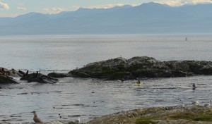 Kayakers disturb sealions too