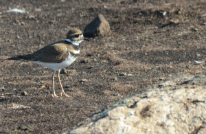 I finally saw one of the mysterious Killdeer that usually arrive after dark and leave before dawn. The distinctive call drew me to the bird.