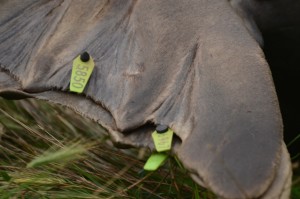 Lisa Schwartz is interested to see if Northern Elephant Seals' tag loss patterns are similar to their southern 'cousins'. The results may have implications for predicting accurate survival rates in young animals, adult males and females. 