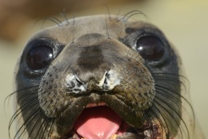 Northern Elephant Seal tagged as a weanling in the winter of 2013. This feisty little guy is out on land using gravity to help strengthen his bones and prepare him for hauling out for longer times as an adult.