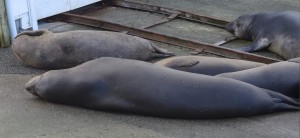 Flake, (top left) and other Northern Elephant Seals have taken over the entrance to the boat shed and jetty.