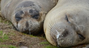 The animal on the right, Gat will be three years old in January. How old do you think Flake (on the left) is?