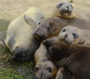 Northern Elephant Seals keeping each other warm on the ramp.