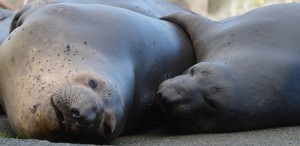 The seal on the left kept awaking from sleep disturbed and the one on the right would grip him each time it happened. I wonder if it hurts having your nose grow that fast?