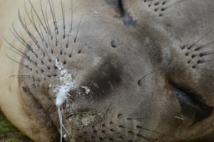 White mucus can be seen on the noses of many of the hauled out Elephant Seals.