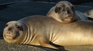 Northern Elephant Seals are the champion divers of the Pinniped world. We have a lot to learn from them when it comes to navigation, diving and fasting. Fascinating animals.