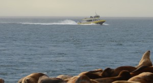Some of the whale watching boats seemed to be in a hurry today. The speed limit within 400 meters of the islets is 7 knots.