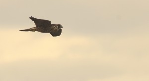 It was amazing to watch this young Peregrine Falcon flying with such incredible expertise.