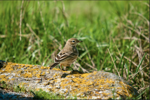 Raisasept222010americanpipit