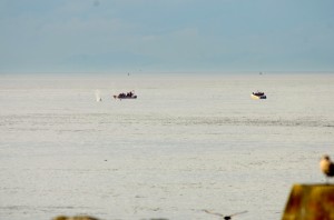 Multiple pods of Killer Whales were feeding in the vicinity of Race Rocks today.