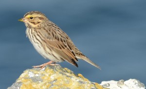 These little Savannah Sparrows forage through the sea lion waste picking up morsels and probably a few parasites.