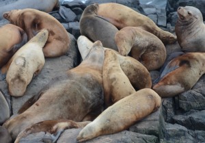 Sealions lounging