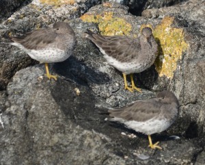 Surfbirds resting in the Jetty Bay.