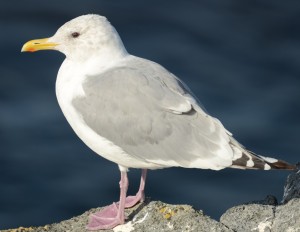 Race Rocks is an important resting, roosting and feeding place for Thayer's Gulls recovering from a busy summer in the Arctic.