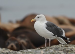 Western Gulls are a little north of their usual range here and hard to distinguish from Glaucous-winged X Western Gull hybrids.