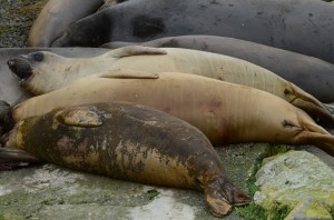 Tag 7688 on an elephant seal. I will get better photo evidence.