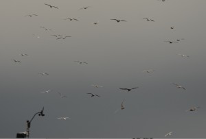 Gulls lifted after the heavy rain and flew above the Davis Weather station drying their wings.