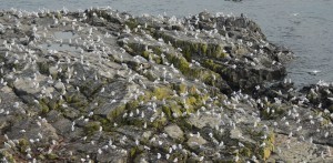 Mixed species flocks of gull dominated by Thayer's rest and preen on the east end of Great Race.