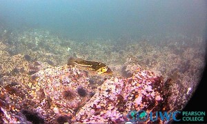 Marine protected areas can grow big healthy, rockfish like this one that will then disperse young to adjacent fishing areas.