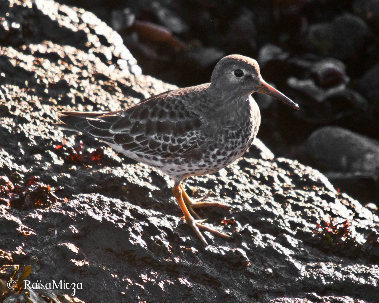 Rock sandpiper 