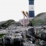 brown pelican, Race Rocks