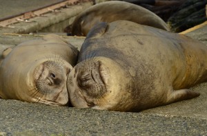 Elephant seals soaking up the sunshine.