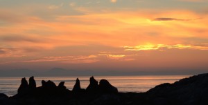 California Sea Lions silhouetted by setting sun.