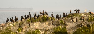 Double-crested Cormorants have significantly increased in number over the last two months.