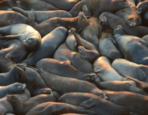 Wall-to-wall California Sea Lions catch a nap in a pile.