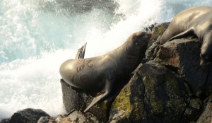 A branded california sea lion with the brand "U596." The "U" or "C" depending on which way you look at it,  means that the sea lion was captured in the Columbia River Area. It was branded in Astoria, Oregon.