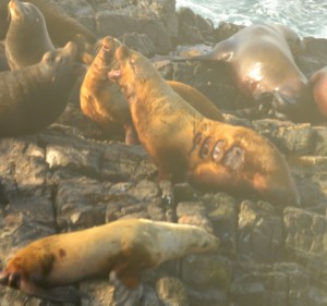 A steller sea lion with the brand "966R." The "R" signifies that it was branded in Rogue Reef, Oregon. I will add more information when I find out.