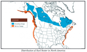 Surf Scoter range