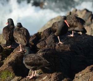 Black oystercatchers on the rocks by the surge channel