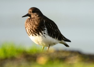 Black turnstone