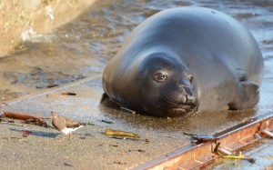 A black turnstone and elephant seal share boat ramp