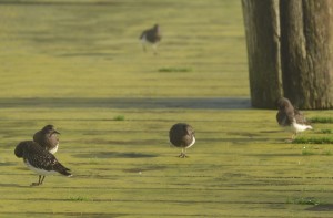 Black turnstone on the boardwalk by the crane