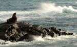 A california sea lion sits alone on the South Islands, as a west wind creates standing waves with the opposing current.