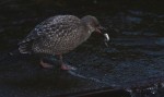 This juvenile gull was eating the carcass of another gull that had been killed recently by a bald eagle.