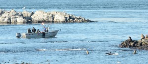 Divers from Ogden Point Dive Centre with curious California Sea Lions looking on