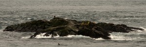 A bald eagle and sea lions on South Islands