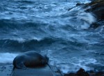 One elephant seal lies on the boat ramp, with waves crashing ashore.