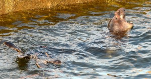 A male elephant seal barks and floats beside the jetty.