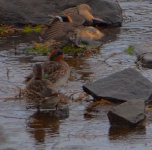 greenwingedteal1