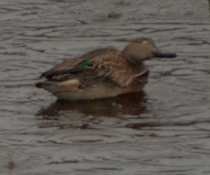 greenwingedteal2