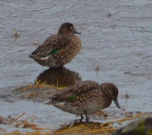 greenwingedteal4female-1