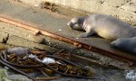 A gull eats the fresh remains of a bald eagle kill, as two elephant seals lounge on the boat ramp.